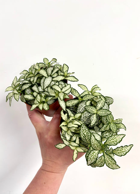 Fittonia White Forest Flame