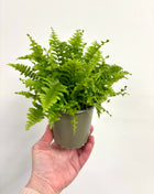 Nephrolepis/Boston Fern