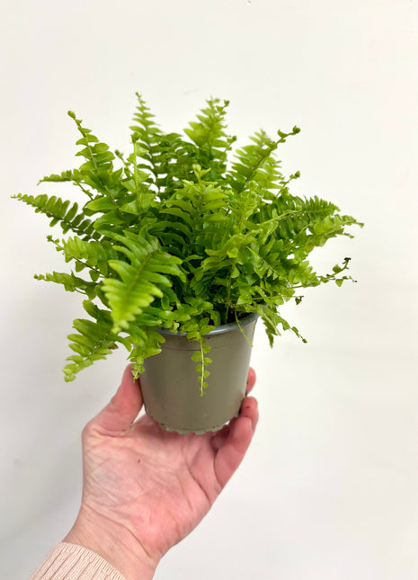 Nephrolepis/Boston Fern