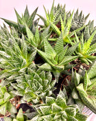 Haworthia/Aloe mix