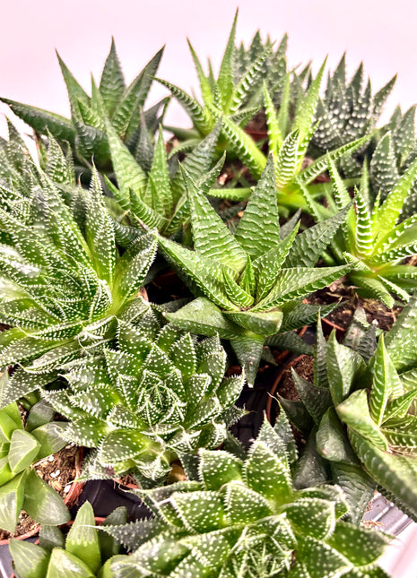 Haworthia/Aloe mix
