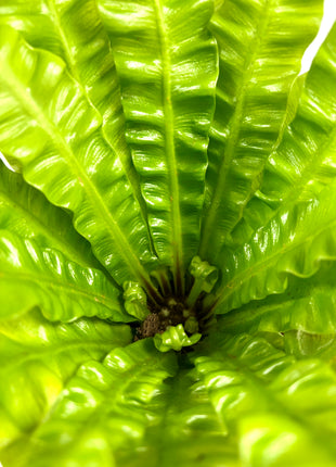 Asplenium Crispy Wave
