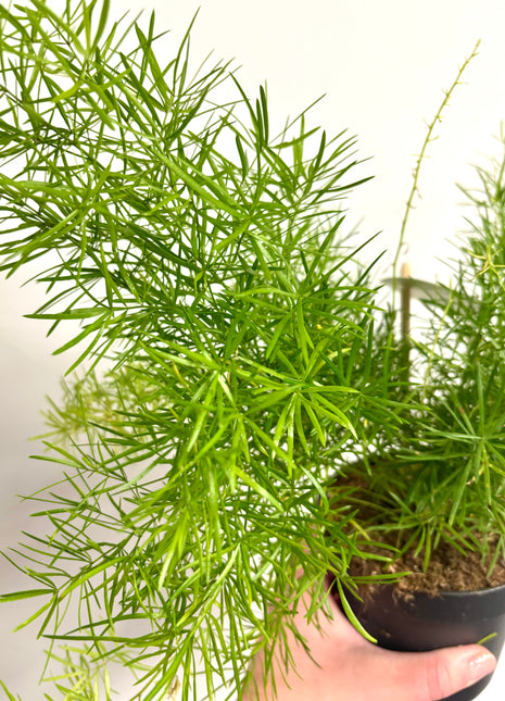 Asparagus Sprengeri Fern