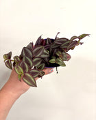 Tradescantia Zebrina