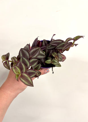 Tradescantia Zebrina
