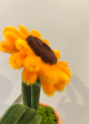 Sunflower potted