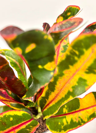 Croton / Codiaeum