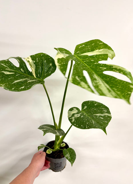 Monstera Thai Constellation