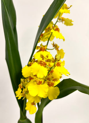 Oncidium
