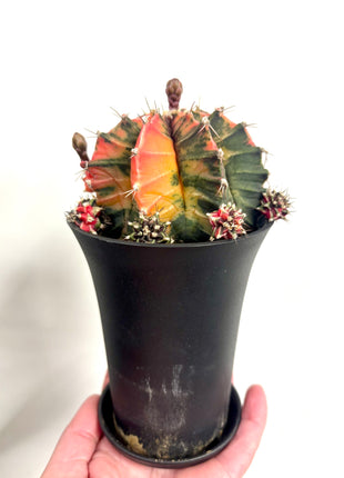 Gymno (moon) cactus