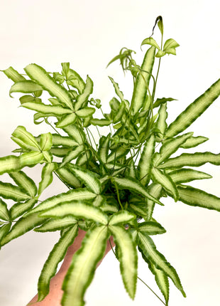 Pteris Albolineata