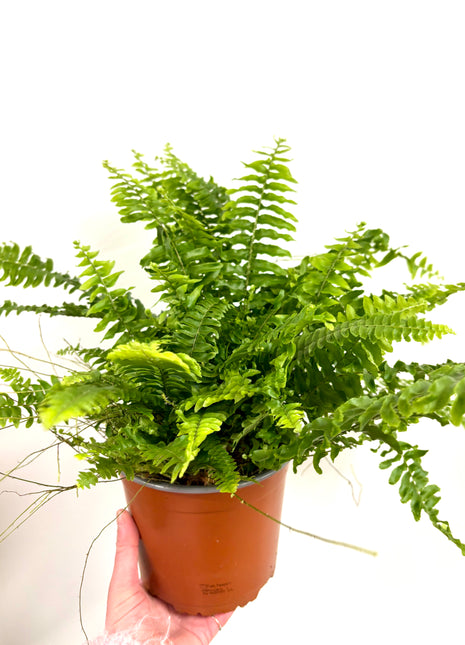 Nephrolepis/Boston fern