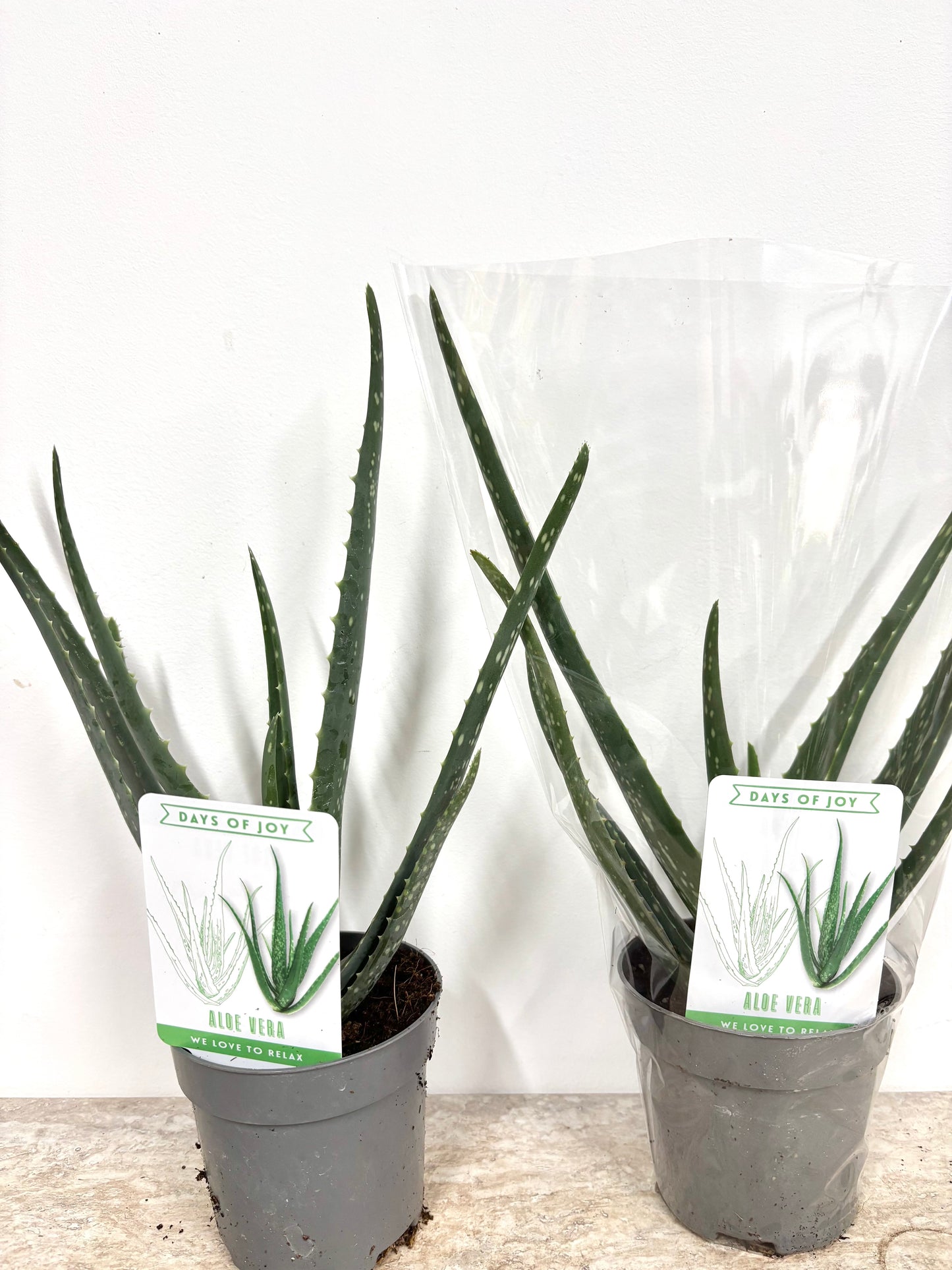 Aloe Vera