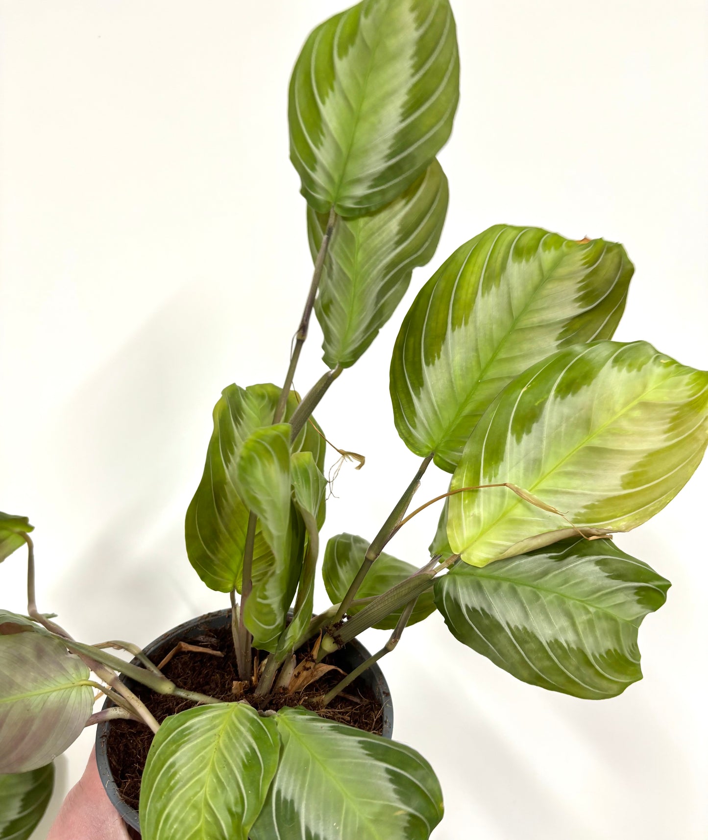 Maranta Silver Band