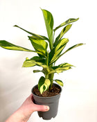 Calathea Pilosa