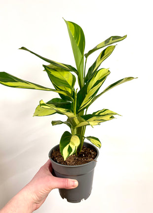 Calathea Pilosa