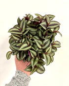 Tradescantia Purpusii
