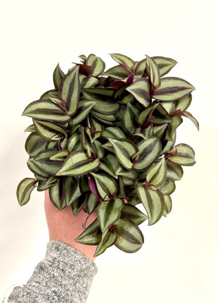 Tradescantia Purpusii