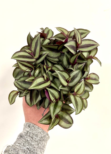 Tradescantia Purpusii