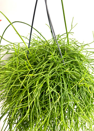 Rhipsalis in hanging pot