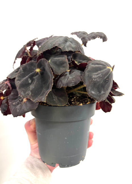 Begonia Rex Conga