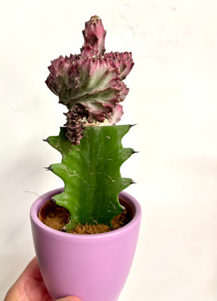 Euphorbia