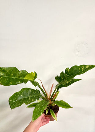 Philodendron Ring of Fire