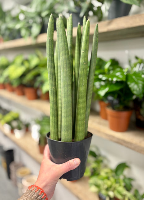 Sansevieria Cylindrica