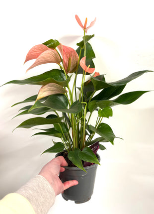 Anthurium Festivo