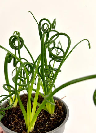 Albuca Spiralis Frizzle Sizzle