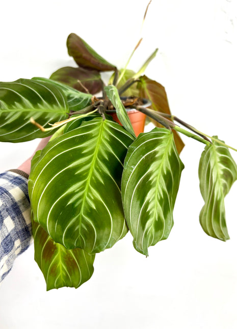 Maranta (cat moustache)