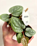 Anthurium Luxurians