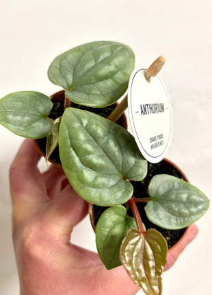 Anthurium Luxurians