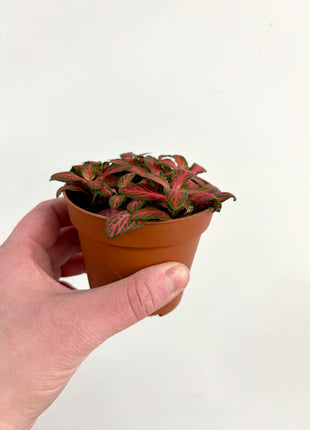 Fittonia - Pink/Red