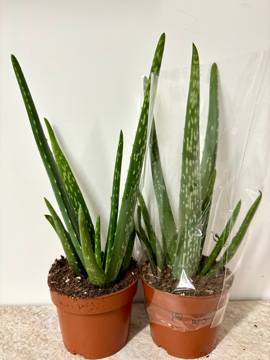 Aloe Vera