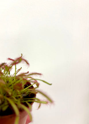 Drosera / Sundew