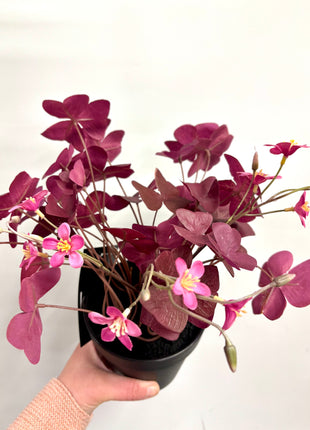 Faux Oxalis