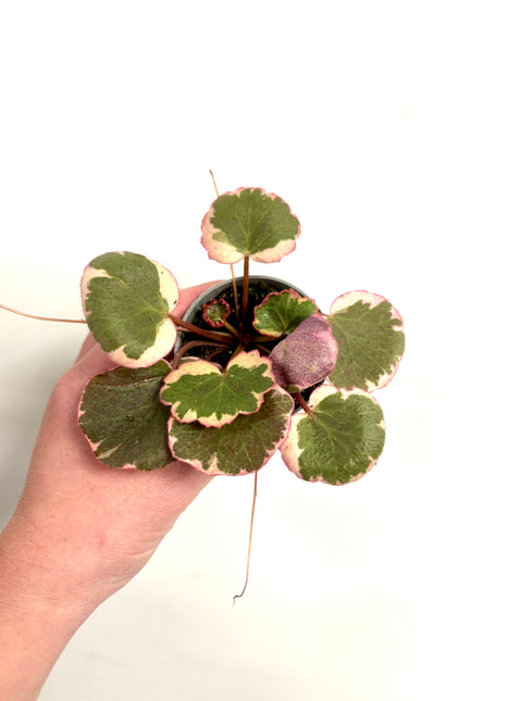 Saxifrage Stolonifera Tricolour /Strawberry Begonia