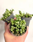 Senecio Rowleyanus Variegata