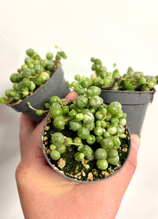 Senecio Rowleyanus Variegata