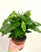 Coffea Plant