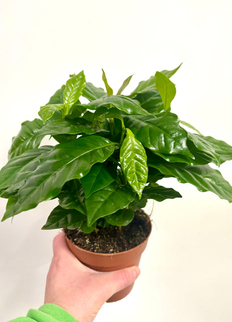 Coffea Plant