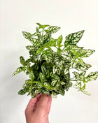 Hypoestes White