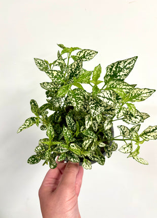 Hypoestes White