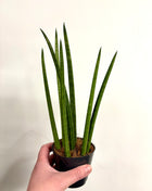 Sansevieria Mikado