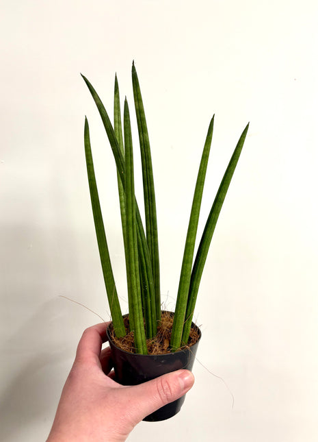 Sansevieria Mikado