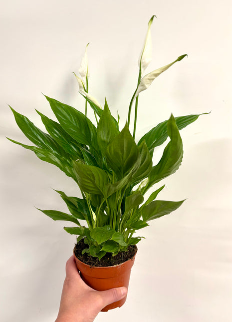 Spathiphyllum/ Peace Lily