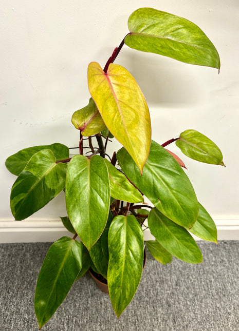 Philodendron Painted Lady