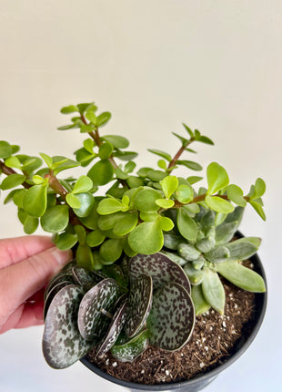 Mixed potted succulents