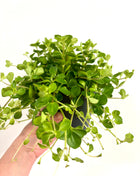 Peperomia Rotundifolia